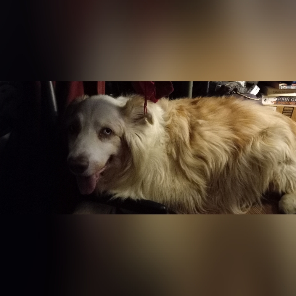 Please help Cosmo, aka "Big Happy" my red Merle aussie has cancer 😭🥺 - Picture 4 of 17